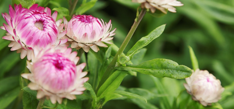 Strohblume