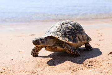 Turtle on the sandy beach.