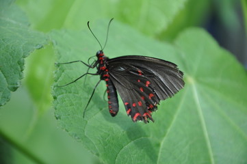 Fototapeta na wymiar les papillons du chateau goulaine