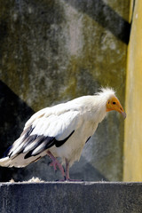 White vulture bird