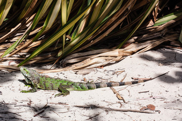 Iguane vert