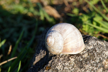 Escargot de Bourgogne géant