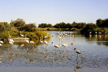 Naklejka premium Flamingos in Camargue