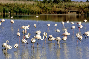 Flamingos in Camargue