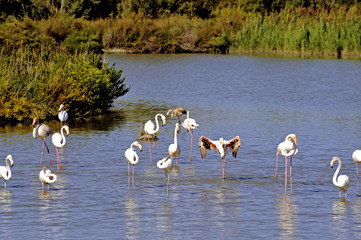 Flamingos in Camargue