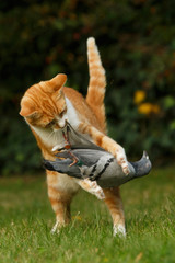 Katze hält Taube