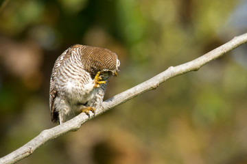 Jungle owlet brooming in Bardia, Nepal