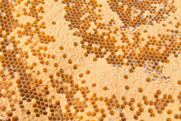 honeycomb