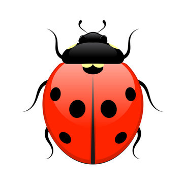Ladybug isolated on white background. Vector illustration.