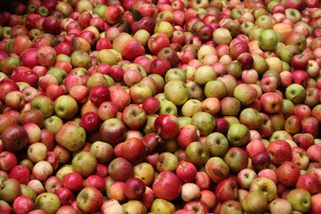 Viele rote Äpfel bereit zum entsaften, Apfelwein keltern in Hessen
