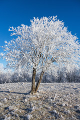 Hoarfrost covered tree