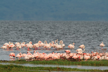 Obraz premium Flamingos on Lake Nakuru, Kenya