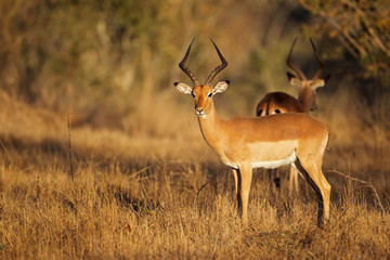 Impala antelope in natural habitat - obrazy, fototapety, plakaty
