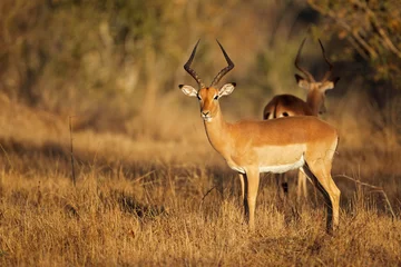 Foto op Plexiglas Impala antelope in natural habitat © EcoView