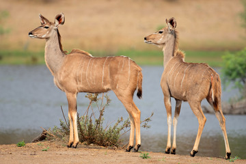 Naklejka premium Two female kudu antelopes
