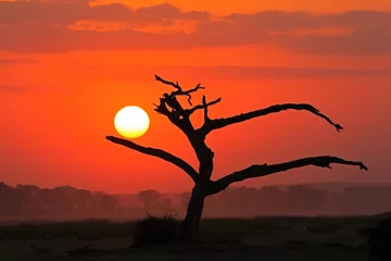 Papier Peint photo Brique Coucher de soleil avec la silhouette de l& 39 arbre, le Parc National d& 39 Amboseli