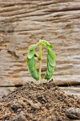 Close-up of green seedling growing out of soil on wood backgroun