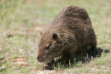 Nutria, Coypu, Myocastor coypus