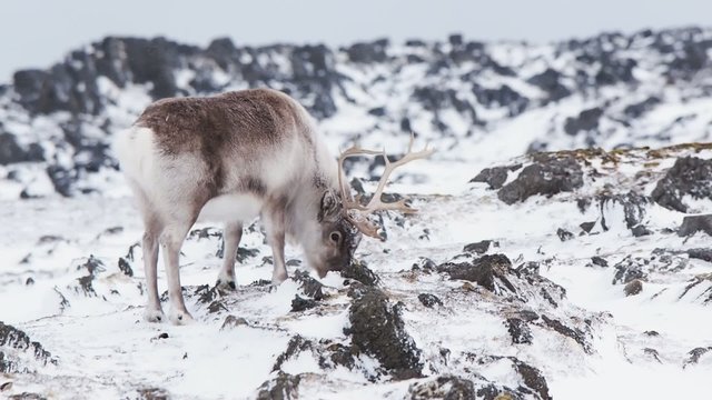 Wild Arctic reindeer - Spitsbergen, Svalbard