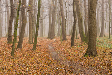 Obraz premium autumn forest