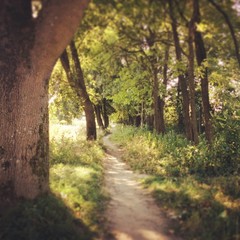 Fototapeta premium Sunny road in park