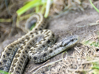 Hungarian meadow viper (Vipera ursinii rakosiensis)