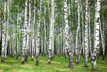 Birches in autumn sunny day