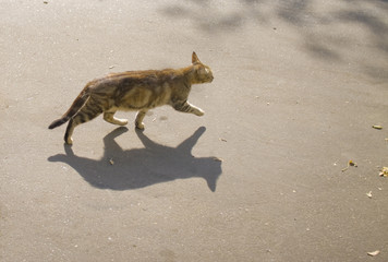 Сat and cat`s shadow is running in the street