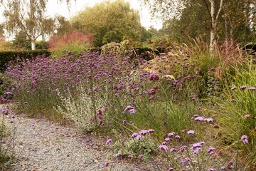 Border of verbena bonariensis