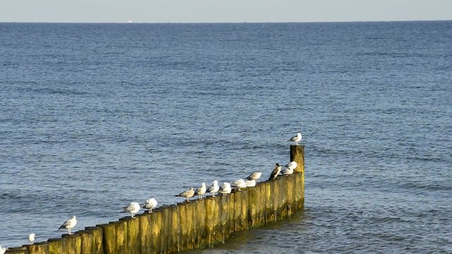 Buhne am Ostseestrand in Polen