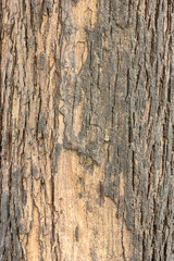 Tree bark texture