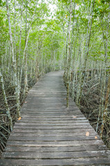 Obraz premium forest mangrove