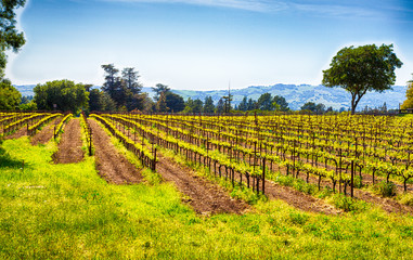 Fototapeta premium California Vineyards