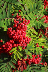 rowan berries ripening on tree