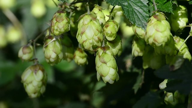 Hopfen, reife Zapfen