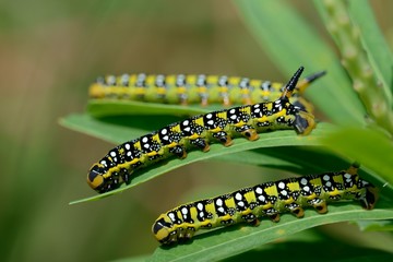 Hyles euphorbiae, caterpillar