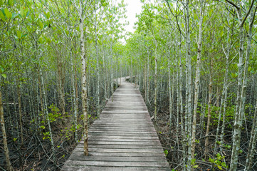 Fototapeta na wymiar forest mangrove