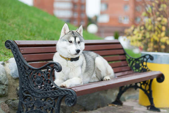 Husky lies on the bench