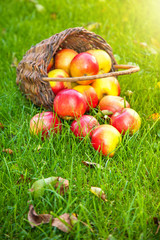 Basket with fresh apples in grass