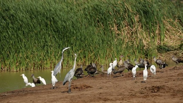 A variety of waterbirds gathered at a pond