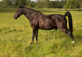 Brun hingst urinerar