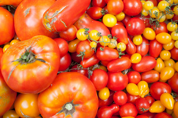 tomato selection