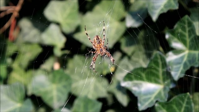 Spinne fl&uuml;chtet aus ihrem Netz