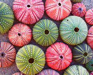 Fototapeta na wymiar variety of colorful sea urchins on the beach