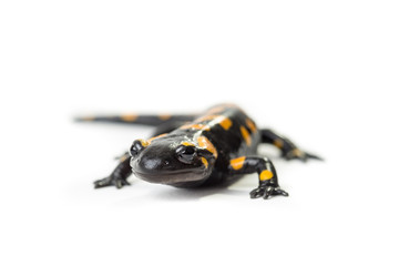 Salamandra pezzata isolata su sfondo bianco