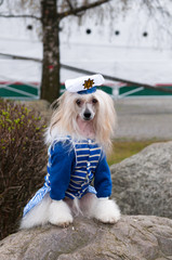 Chinese Crested Dog