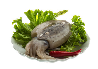 Raw cuttlefish