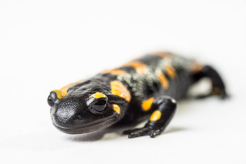 Salamandra pezzata isolata su sfondo bianco