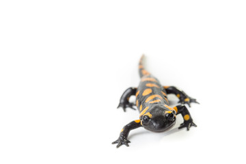 Salamandra pezzata isolata su sfondo bianco