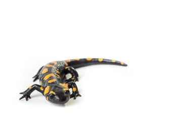 Salamandra pezzata isolata su sfondo bianco